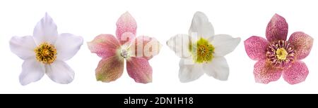 Helleborus fiori testa isolata su sfondo bianco Foto Stock