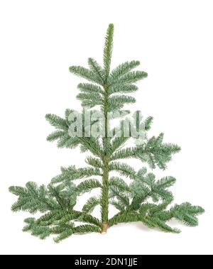 European silver fir branch isolated on white Stock Photo