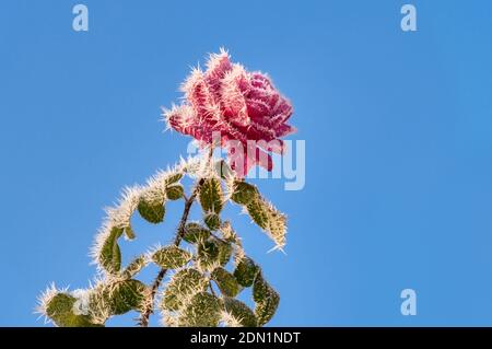 Fiore rosa di una rosa ricoperta di cristalli bianchi di gelo di fronte al cielo blu su un freddo e soleggiato giorno invernale Foto Stock