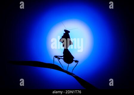 Una silhouette retroilluminata di un Mantis malese a foglia morta, che prega Mantis (Deroplatys Desiccata) su sfondo blu Foto Stock