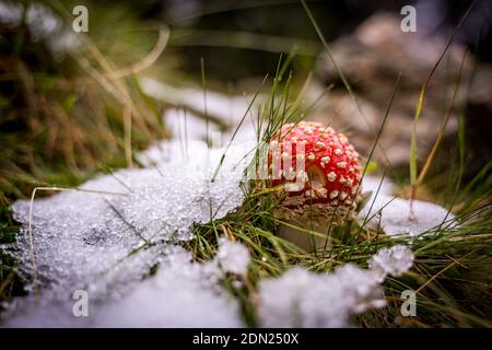 fly fungo nella neve nella foresta Foto Stock