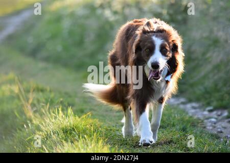 Cane collie con bordo marrone e bianco con la lingua fuori che cammina lungo un sentiero illuminato dal sole verso la fotocamera Foto Stock
