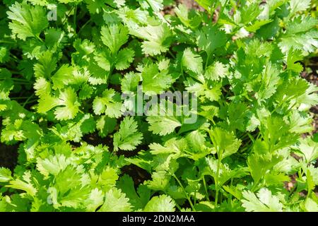 Coriandolo verde e fresco, noto anche come coriandolo o prezzemolo cinese in fase di crescita all'orto. Crescendo in luce naturale. Foto Stock