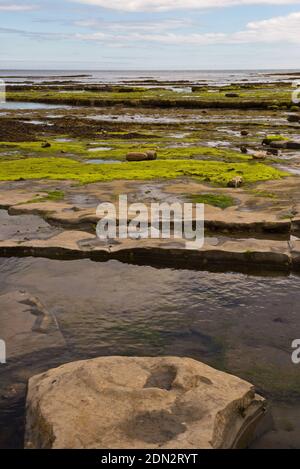 Vista attraverso la baia di Lyme a bassa marea con le sporgenze rocciose esposte con ammoniti visibili in primo piano e la Costa Jurassic in lontananza. Foto Stock