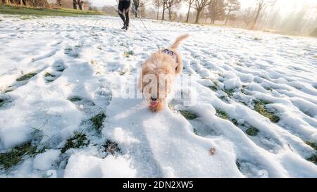 Cucciolo che cammina nel campo innevato Foto Stock