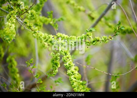 Ulmus glabra, il wych elm, Scotch elm o Scots elm. Rametto fresco verde con boccioli gonfi (samarae) Foto Stock