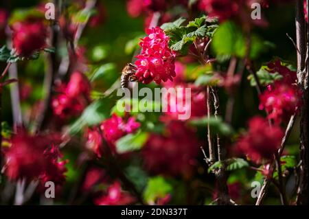 Ape di miele seduta sui fiori di un curry fiorito (Ribes sanguineum). Foto Stock