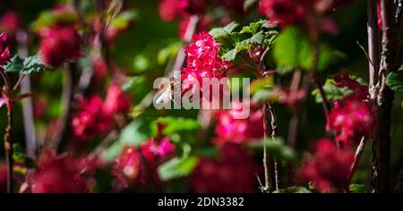 Ape di miele seduta sui fiori di un curry fiorito (Ribes sanguineum). Foto Stock