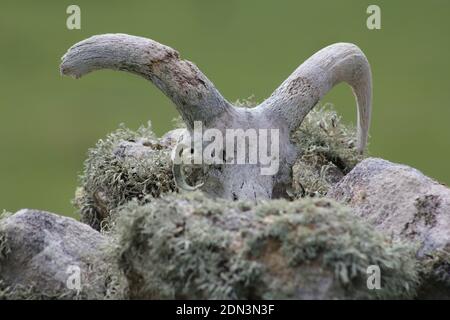 Il cranio di una pecora di Soay su Hirta, St. Kilda, Scozia. Foto Stock