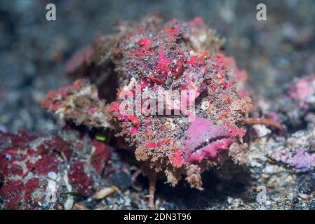 Devilfish o Stinger [Inimicus didactylus]. Lembeh strait, Nord Sulawesi, Indonesia. Foto Stock