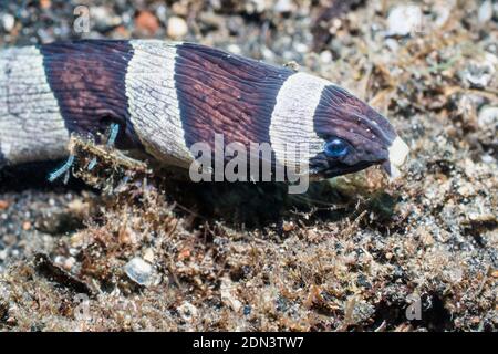 Nastrare o Arlecchino anguilla serpente [Myrichthys colombrinus]. Lembeh strait, Nord Sulawesi, Indonesia. Foto Stock