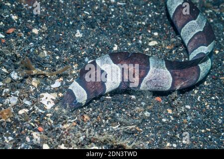 Nastrare o Arlecchino anguilla serpente [Myrichthys colombrinus]. Lembeh strait, Nord Sulawesi, Indonesia. Foto Stock