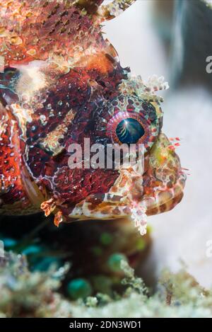 Leone Illex [Dendrochirus brachypterus]. Lembeh strait, Nord Sulawesi, Indonesia. Foto Stock