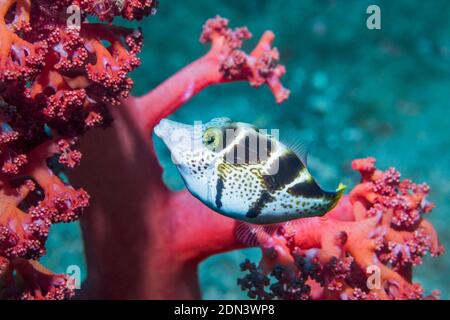 Mimic Leatherjacket o Blacksaddle mimare [Paraluteres prionurus]. Lembeh strait, Nord Sulawesi, Indonesia. Foto Stock