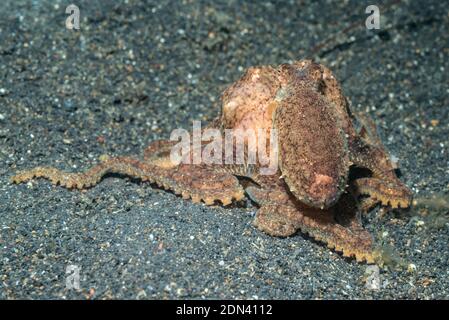 Bianco-V Octopus [Abdopus sp1]. Lembeh strait, Nord Sulawesi, Indonesia. Foto Stock