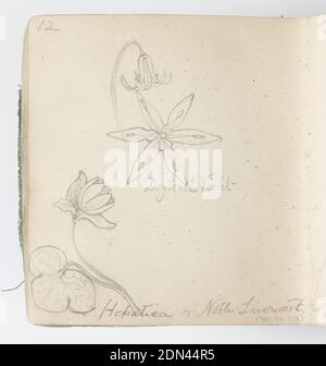 Sketchbook Page: Maple Leaf, Kenyon Cox, American, 1856–1919, Graphite on paper, Recto: Sketch of a maple leaf., Verso: sketch of dogtooth violet on stem and flower from above, center; lower right, sketch of noble liverwort with flower and leaf., USA, 1874, albums (bound) & books, Sketchbook folio, Sketchbook folio Stock Photo