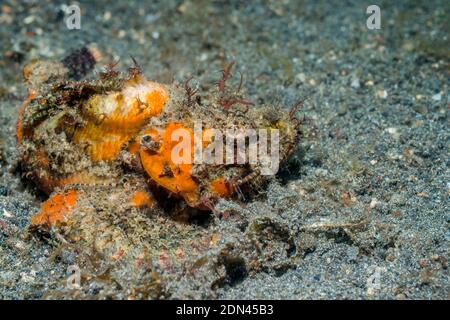 Scorfani [Scorpaenopsis sp.]. Lembeh strait, Nord Sulawesi, Indonesia. Foto Stock