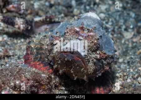 Scorpione [Scorpaenopsis diabolus]. Lembeh Strait, Sulawesi del Nord, Indonesia. Foto Stock