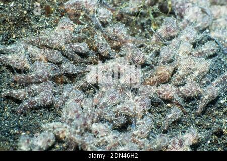 Sea Hare Aplysia [SP]. Un insolitamente grande congregazione. , Lembeh strait, Nord Sulawesi, Indonesia. Foto Stock