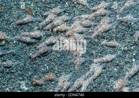 Sea Hare Aplysia [SP]. Un insolitamente grande congregazione. , Lembeh strait, Nord Sulawesi, Indonesia. Foto Stock