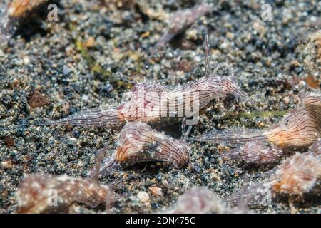 Sea Hare Aplysia [SP]. Un insolitamente grande congregazione. , Lembeh strait, Nord Sulawesi, Indonesia. Foto Stock