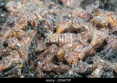 Sea Hare Aplysia [SP]. Un insolitamente grande congregazione. , Lembeh strait, Nord Sulawesi, Indonesia. Foto Stock