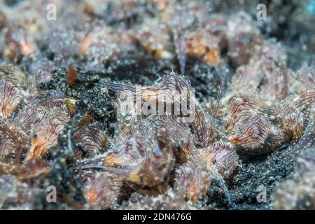 Sea Hare Aplysia [SP]. Un insolitamente grande congregazione. , Lembeh strait, Nord Sulawesi, Indonesia. Foto Stock