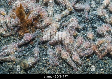 Sea Hare Aplysia [SP]. Un insolitamente grande congregazione. , Lembeh strait, Nord Sulawesi, Indonesia. Foto Stock