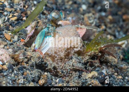 Mantis Shrimp dall'orecchie rosa [Odontodactylus latirostris] con massa d'uovo. Lembeh Strait, Norht Sulawesi, Indonesia. Foto Stock