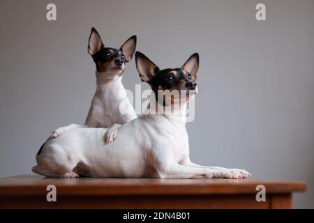 Due terrori giocattolo-volpe americani di colore bianco-rosso-nero, ritratto su sfondo grigio all'interno su un tavolo di legno rosso Foto Stock