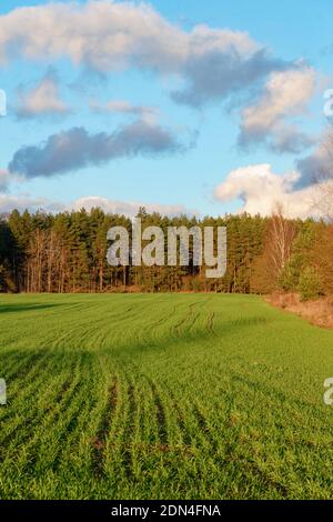 Campo verde autunno luminoso, foresta e nuvole sullo sfondo Foto Stock