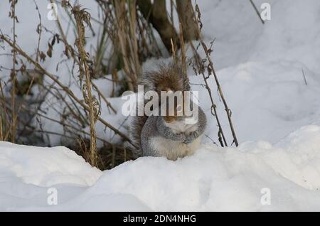 Scoiattolo grigio sulle gambe posteriori con coda sollevata e fronte zampe tenute insieme in neve fitta Foto Stock