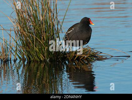 Moorhen in piedi su canne che crescono in un lago, catturato dal sole con la luce che evidenzia lo scarlatto e la punta gialla del becco e piumaggio scuro Foto Stock