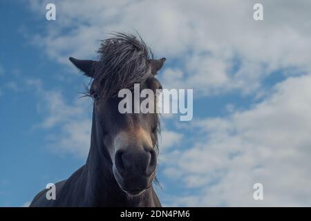 Primo piano vista della testa del pony Exmoor guardando direttamente allo spettatore con cielo blu e qualche nuvola dietro Foto Stock