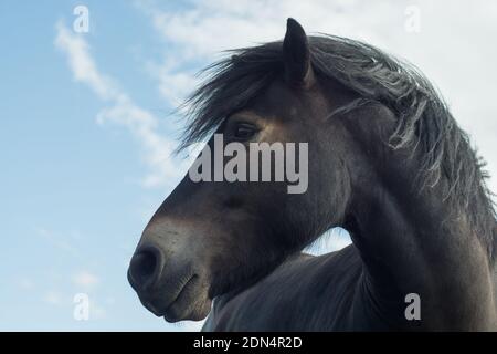 Immagine in stile ritratto della testa e del collo del pony Exmoor in primo piano con la testa girata e guardando al sinistra Foto Stock