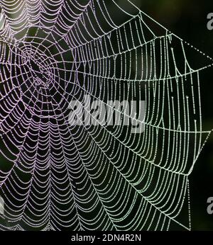 Primo piano della rete del ragno coperta nella rugiada di mattina presto cade in curve e linee e si illumina contro a. sfondo nero Foto Stock