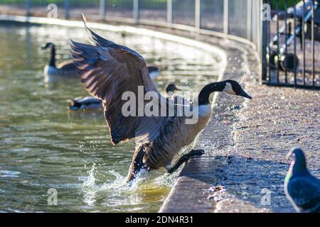 Canada Goose (Branta canadensis) che salta da uno stagno nel Regno Unito. Spruzzi d'acqua sospesi. Foto Stock
