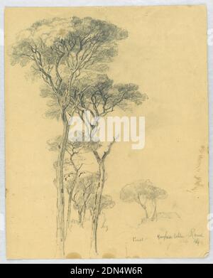 Studio dei pini, Villa Borghese, Roma, Daniel Huntington, americano, 1816–1906, pastello Nero e risaltamento bianco (ossidato) su carta marrone, Gruppo di pini, con un piccolo uccello su un ramo., Roma, Italia, marzo 1844, studi sulla natura, disegno Foto Stock