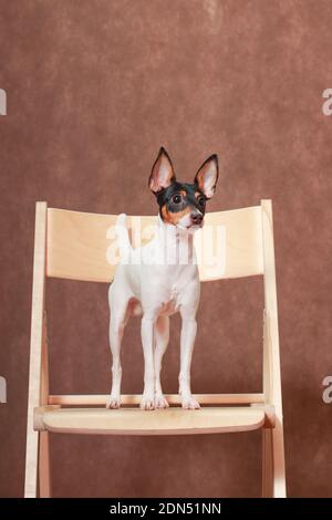 Un piccolo cane bianco-rosso-nero della razza americana Toy Fox Terrier si erge su una sedia di legno. Foto Stock