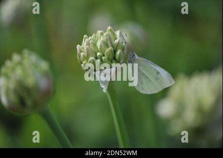 Una nuvolosità di una farfalla seduta su un germoglio di Allium nigrum in un giardino Foto Stock