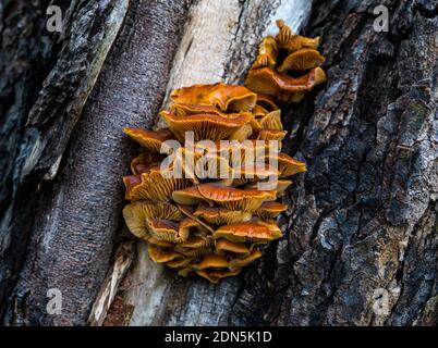 Primo piano di fungo di staffa, polipi, che crescono su un tronco di albero, Scozia, Regno Unito Foto Stock