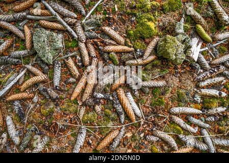 La consistenza dei coni sulla terra nella foresta. Foto Stock