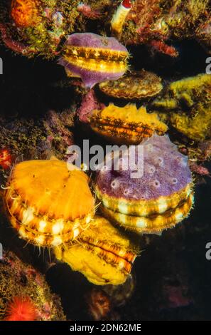 Una colonia di capesante rosa spugnose arrugginite, Chlamys hastata, British Columbia, Canada. Foto Stock