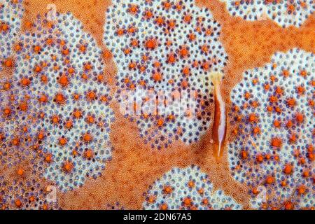 A meno di un pollice di lunghezza questo gamberetto commensale, Periclemenes soror, è difficile da individuare sulla superficie convoluta del piatto di pesce ammoreo, Cuscita n Foto Stock