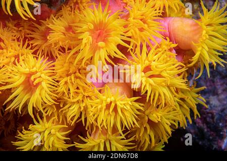 Uno sguardo ravvicinato al corallo della tazza arancione, Tubastraea coccinea, Filippine. Foto Stock