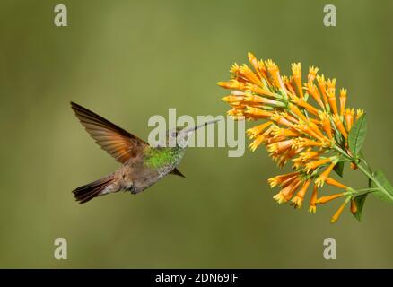 Berylline Hummingbird femmina, Amazilia beryllina, che si nuda al fiore. Foto Stock