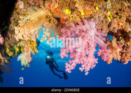 Subacqueo (MR) all'ingresso di una caverna con corallo alcianario che decorano l'apertura, Fiji. Foto Stock