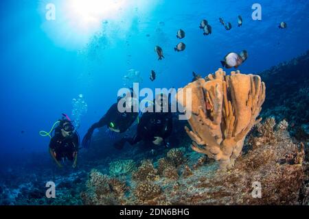 Un gruppo di subacquei (MR), corallo antler, Pocillopora eydouxi, e damselfish domino hawaiano, Dascyllus albisella, endemico alle Hawaii, alias bianchi hawaiani Foto Stock