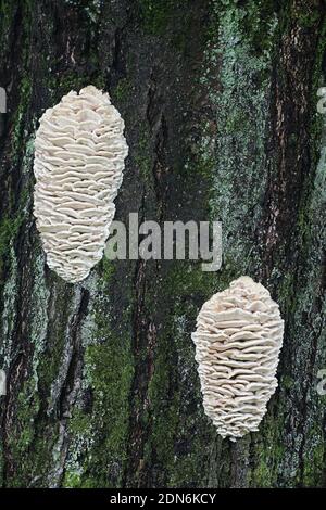 Fungo del dente del Nord, Climacodon septentrionalis, un fungo massiccio che cresce su un tiglio in Finlandia Foto Stock