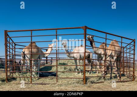 Gruppo di cammelli nel deserto di al-Sarar, ARABIA SAUDITA. Foto Stock